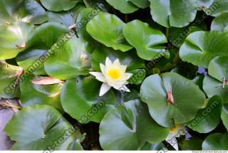 Photo Texture of Nature